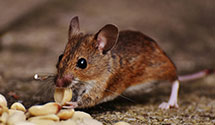 24 Hour & Emergency Exterminators in Cabin Creek, WV
